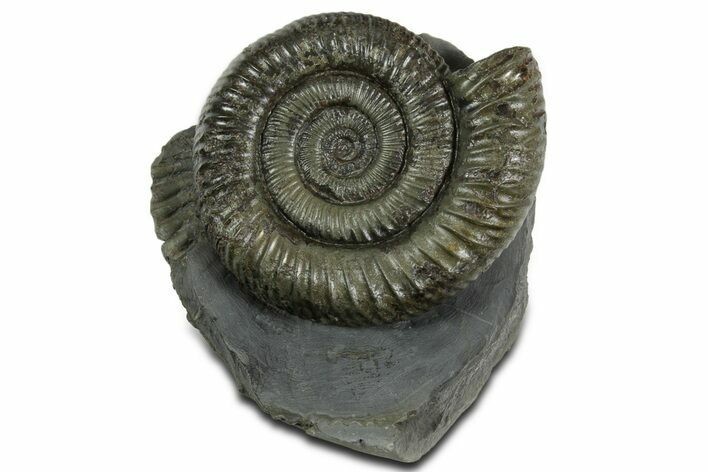 Jurassic Ammonite (Dactylioceras) Fossil - England #351147
